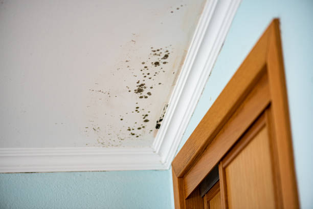 Why You Should Choose Our Mold Remediation Services in Meadowlakes, TX